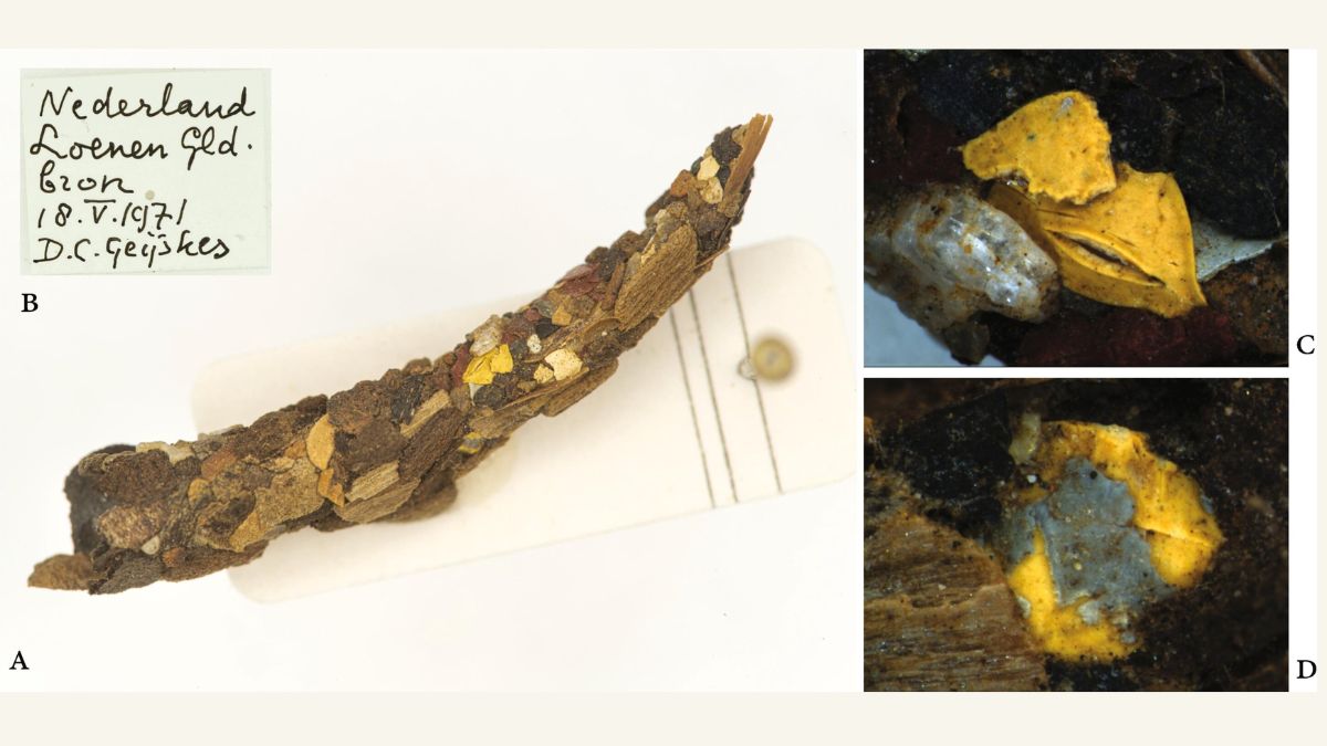 Researchers Find Microplastics in Caddisfly Casings From 1970s, Hints at Long-Term Contamination Risk