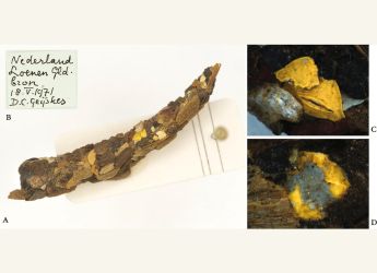 Researchers Find Microplastics in Caddisfly Casings From 1970s, Hints at Long-Term Contamination Risk