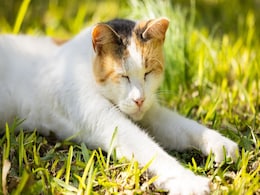 Tunisia Could Have Been the Birthplace of Today’s Domestic Cats, Reveals New Origin Study Tunisia Could Have Been the Birthplace of Today’s Domestic Cats, Reveals New Origin Study