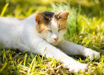 Tunisia Could Have Been the Birthplace of Today&rsquo;s Domestic Cats, Reveals New Origin Study