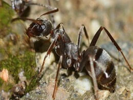 Study Reveals Ant Agriculture Began 66 Million Years Ago Study Reveals Ant Agriculture Began 66 Million Years Ago