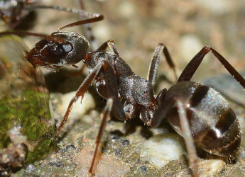 Study Reveals Ant Agriculture Began 66 Million Years Ago