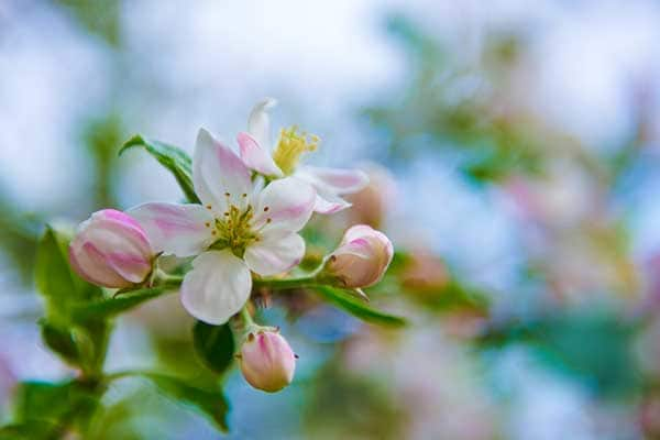 Apple Blossom Flower