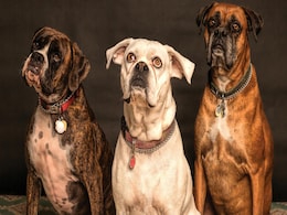 New Study Suggests Dogs May Have Domesticated Themselves for Food New Study Suggests Dogs May Have Domesticated Themselves for Food