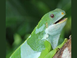 Iguanas Travelled 5,000 Miles to Fiji on Rafts 34 Million Years Ago Iguanas Travelled 5,000 Miles to Fiji on Rafts 34 Million Years Ago