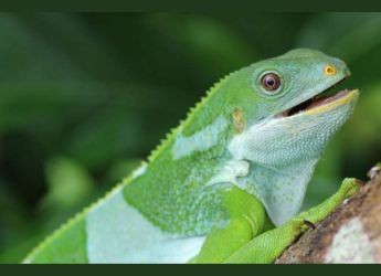 Iguanas Travelled 5,000 Miles to Fiji on Rafts 34 Million Years Ago