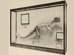 444-Million-Year-Old Inside-Out Fossil Without Head And Legs Found In South Africa 444-Million-Year-Old Inside-Out Fossil Without Head And Legs Found In South Africa