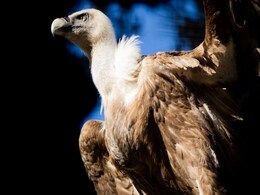 30,000-Year-Old Vulture Feathers Discovered, Uniquely Preserved in Volcanic Ash 30,000-Year-Old Vulture Feathers Discovered, Uniquely Preserved in Volcanic Ash