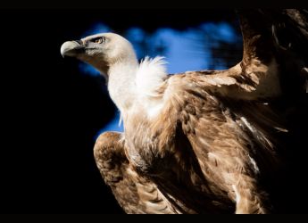 30,000-Year-Old Vulture Feathers Discovered, Uniquely Preserved in Volcanic Ash