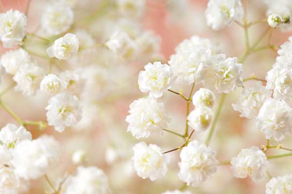 Baby's Breath Flowers