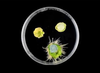 Bacteria-Based Cellulose Bandage Speeds Up Plant Healing and Growth