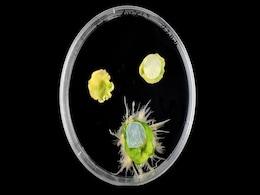 Bacteria-Based Cellulose Bandage Speeds Up Plant Healing and Growth Bacteria-Based Cellulose Bandage Speeds Up Plant Healing and Growth