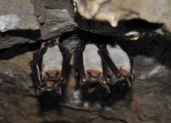Bats Avoid Mid-Air Crashes by Adjusting Their Echolocation During Flight