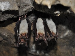 Bats Avoid Mid-Air Crashes by Adjusting Their Echolocation During Flight Bats Avoid Mid-Air Crashes by Adjusting Their Echolocation During Flight