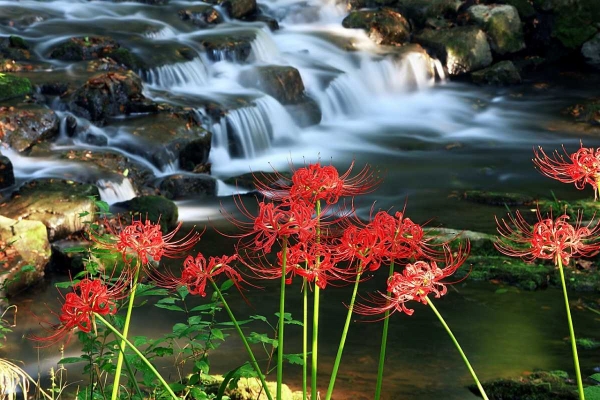 Best Time To Visit Valley Of Flowers Best Season To Visit Valley Of Flowers Hotdeals360