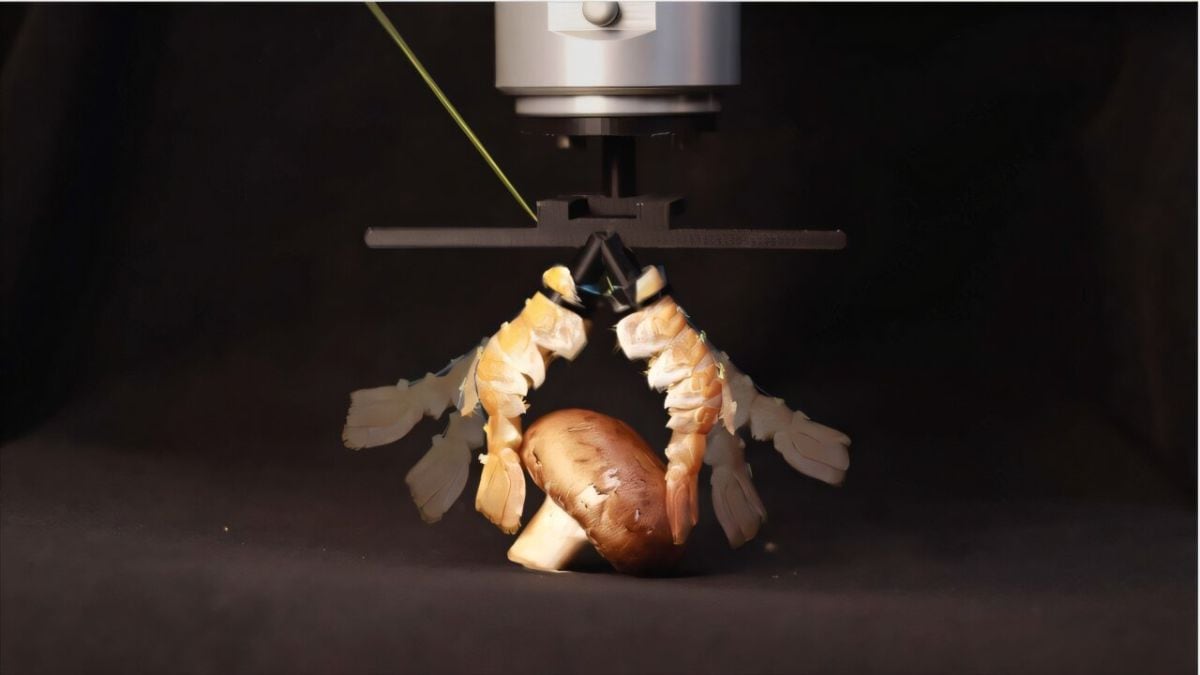 Engineers Turn Lobster Shells Into Robot Parts That Lift, Grip and Swim