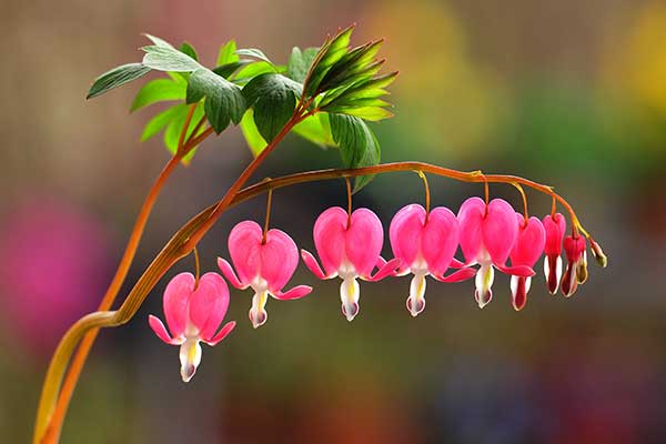 Bleeding Heart Flowers