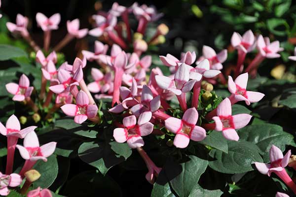 Bouvardia Flowers