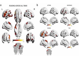 What Happens in Your Brain When You Read? New Study Maps the Reading Mind What Happens in Your Brain When You Read? New Study Maps the Reading Mind