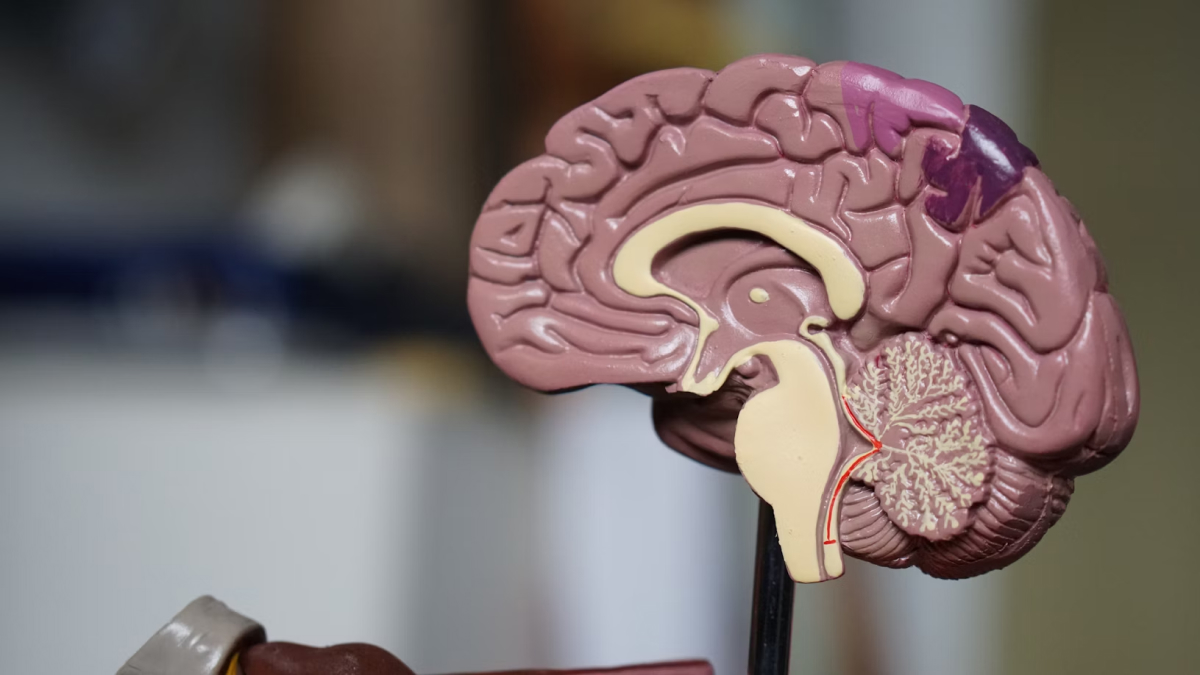 New Study Reveals the Brain Stores Multiple Copies of Every Memory