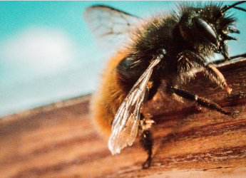 Bumble Bees Suffering From Loss of Smell After Heat Waves Struck the Planet Last Year, Finds Study