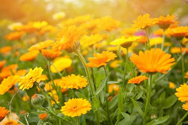 Calendula Flowers 1555322443654
