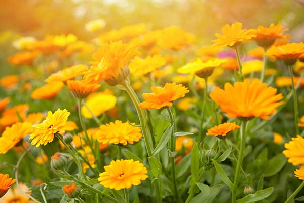 Calendula Flowers