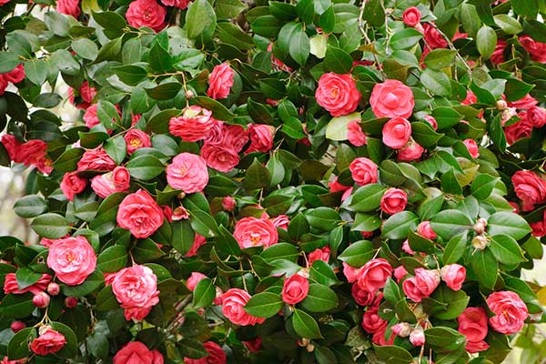 Camellia Flowers