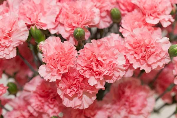 Carnation Flowers 1555322510675