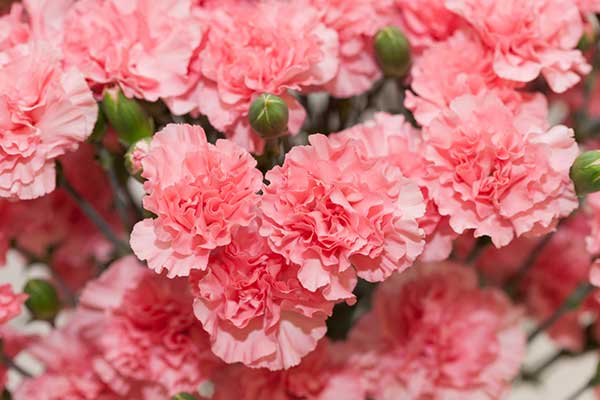 Carnation Flowers