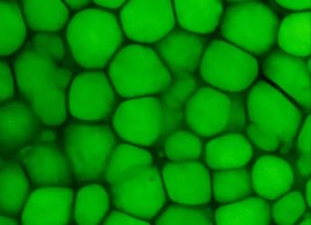 New Cartilage Type Found: Lipocartilage Resembles Fat, Boosts Elasticity