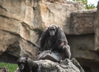 Chimpanzees Use Stone Tools like Ancient Human, Study Finds