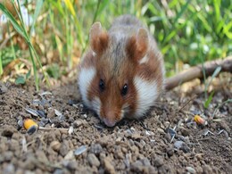 Photosynthetic Machinery from Plants Operates Within Hamster Cells, Claims New Study Photosynthetic Machinery from Plants Operates Within Hamster Cells, Claims New Study
