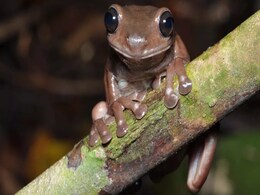 ‘Chocolate Frog’: Australian Researchers Discover New Species of the Amphibian in New Guinea ‘Chocolate Frog’: Australian Researchers Discover New Species of the Amphibian in New Guinea