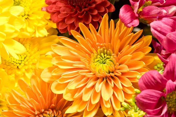 Chrysanthemum