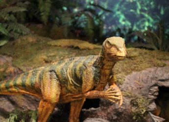 New Haplocanthosaurus Specimen Uncovered in Colorado&rsquo;s Dry Mesa Dinosaur Quarry