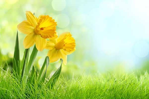 Daffodil