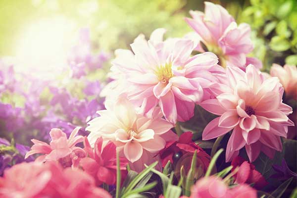 Dahlia