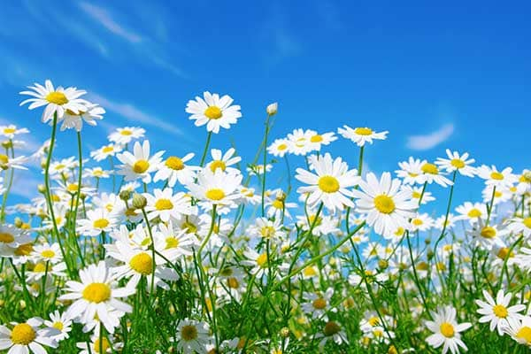 Daisy Flower 1555322776175