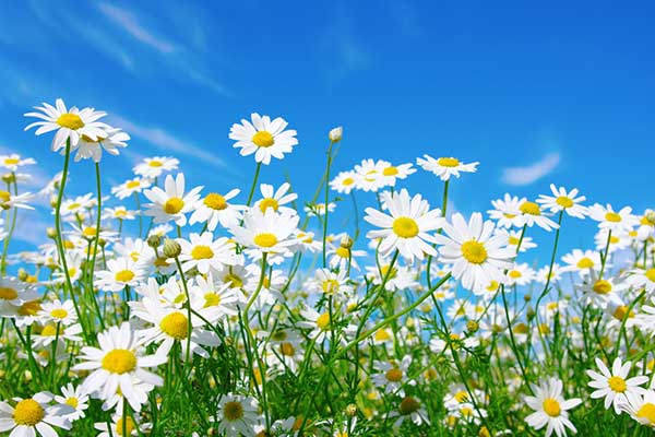 Daisy