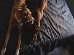 Dogs Can Understand Human Words Without Gestures and Context, Claims Study Dogs Can Understand Human Words Without Gestures and Context, Claims Study