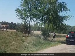 French Tourist Scoops Up Child, Makes Run For Life After Cheetah Attack French Tourist Scoops Up Child, Makes Run For Life After Cheetah Attack