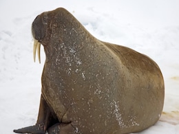 Extinct Walrus-like Mammal Discovered in Atlantics, Provides New Insights into Marine Evolution Extinct Walrus-like Mammal Discovered in Atlantics, Provides New Insights into Marine Evolution