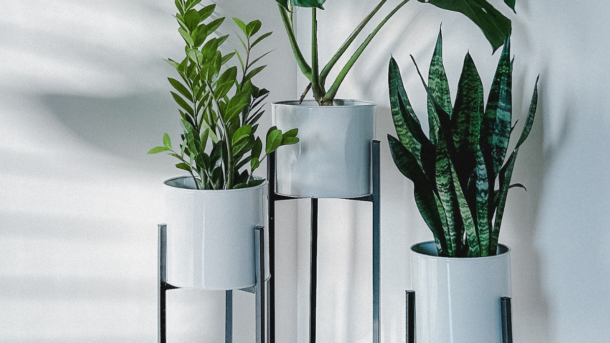 Myntra Home Decor Picks: Stylish Plant Stands to Enhance Your Space