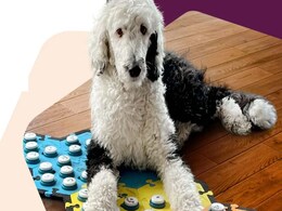 Robotic Dog With Personality Traits, Smart Strollers, Calming Pillows and More Unveiled at CES 2023 Robotic Dog With Personality Traits, Smart Strollers, Calming Pillows and More Unveiled at CES 2023