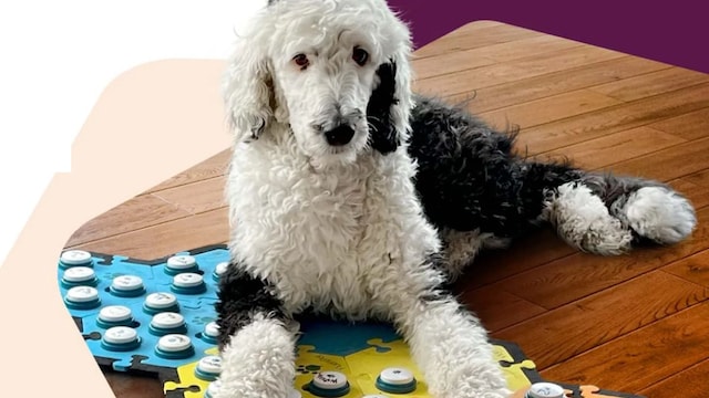 Robotic Dog With Personality Traits, Smart Strollers, Calming Pillows and More Unveiled at CES 2023 Robotic Dog With Personality Traits, Smart Strollers, Calming Pillows and More Unveiled at CES 2023