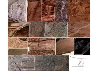 New Fossils Suggest Land Life Bounced Back Faster Than Expected After End-Permian Mass Extinction