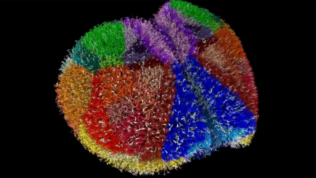 Scientists Build One of the Most Detailed Digital Simulations of the Mouse Cortex Using Japan&rsquo;s Fugaku Supercomputer