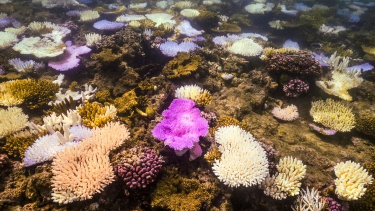 Earth May Have Crossed Its First Climate Tipping Point as Coral Reefs Collapse