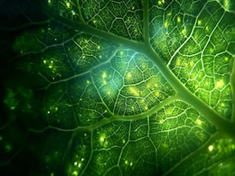 Scientists Solve Decades-Old Photosynthesis Puzzle With IISc–Caltech Study Scientists Solve Decades-Old Photosynthesis Puzzle With IISc–Caltech Study